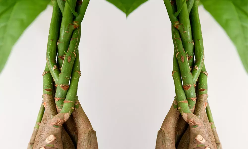 Pachira Aquatica Tree with Braided Stem Plants
