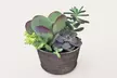 Elevate Your Space: Same-Day Delivery on Vibrant Indoor Plants from ProFlowers (Up to 50% Off) - Second Medium