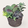 Image 10: ProFlowers: Same-Day Live Plants for Life's Special Moments (Up to 45% Off)
