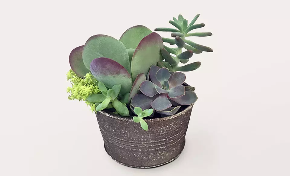 ProFlowers: Same-Day Plants for Life's Special Moments (Up to 50% Off)