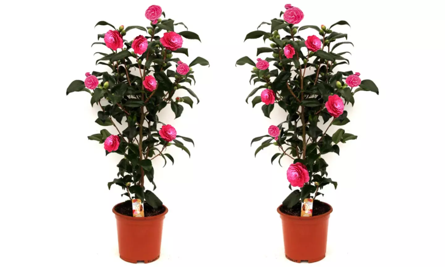 1 o 2 arbustos de camelia «rosa japonesa» con flores de color a elegir