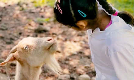 One Child: 3 Toddler Tuesday Classes at Holly Farm - Holly Farm