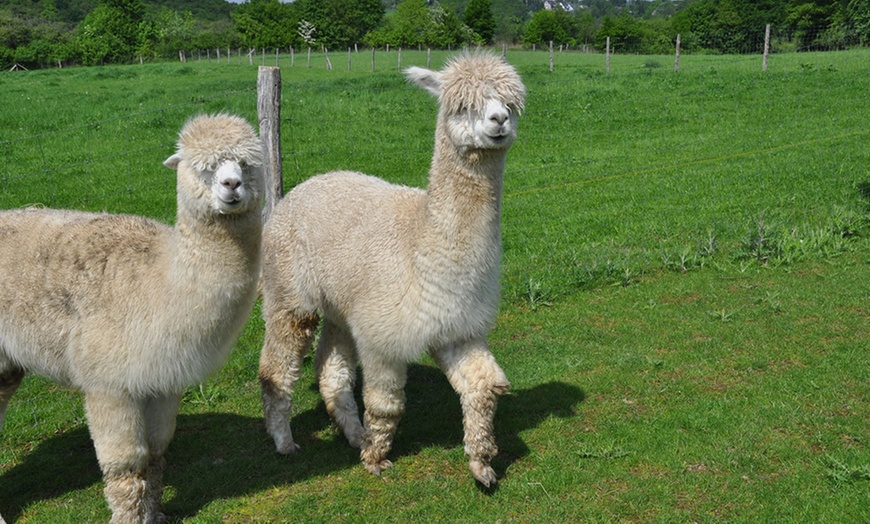 Image 2: Bis zu 3 Std. Alpaka-Wanderung für 2 Personen oder 1 Familie