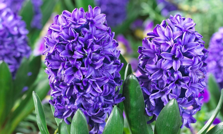 Image 5: Pack de bulbos de jacintos a elegir para jardín