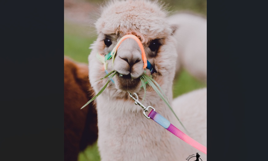 Image 5: Alpaka Gruppenwanderung für 2 Personen
