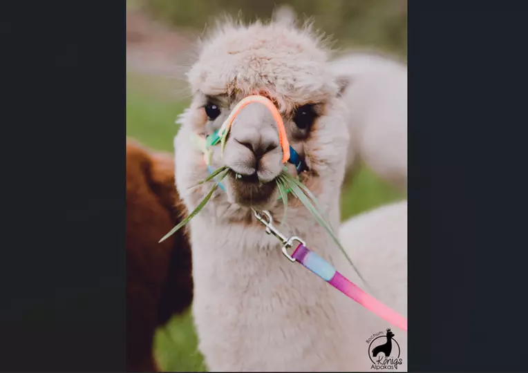 Alpaka Gruppenwanderung für 2 Personen