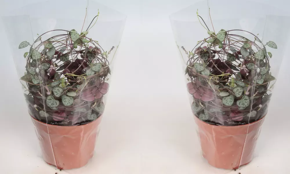 Mixed Selection of Hanging Houseplants - Potted Plants