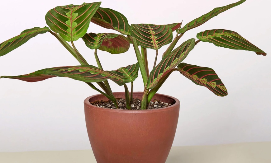 Image 9: Stunning Foliage: Adorn Your Space with a Maranta Red Prayer Plant from House Plant Shop with Free Shipping Up to 15% Off