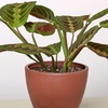 Image 9: Maranta Red Prayer Plant in 4" and 6" Sizes with Free Shipping Up to 24% Off