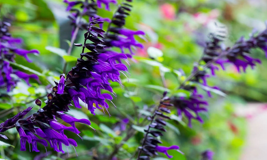 Image 5: One or Three Salvia 'Amistad' Plants
