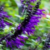 Image 5: One or Three Salvia 'Amistad' Plants