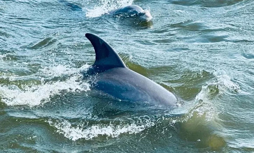 Image 5: 2 Hour Dolphin Daytime Tour 
