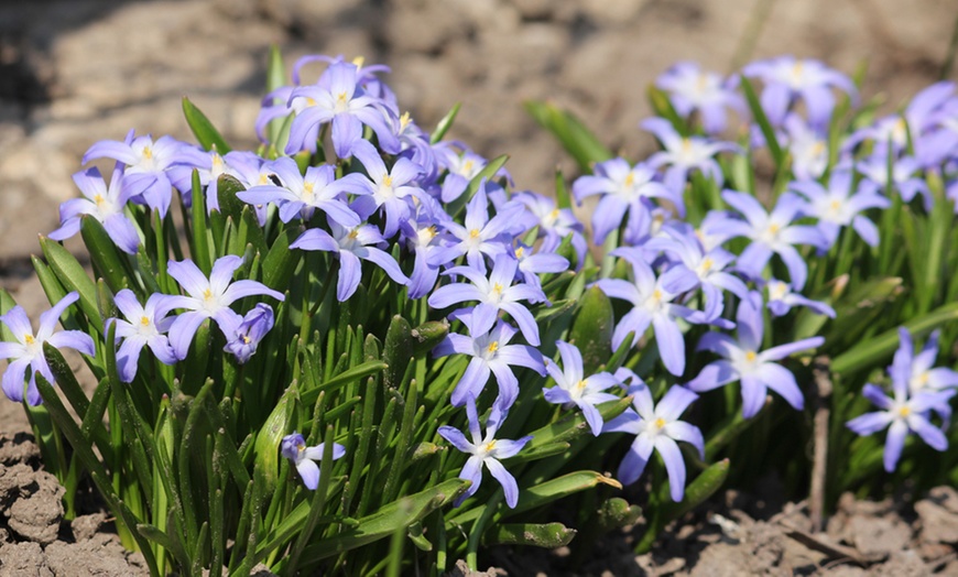 Image 4: Hardy Spring Bulb Collection