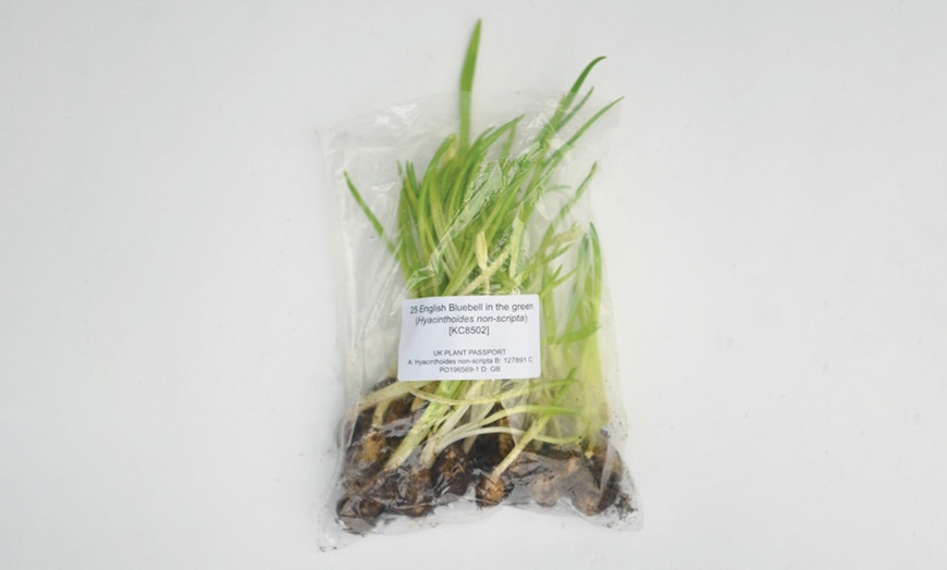 Image 14: Woodland Spring Bulbs In the Green