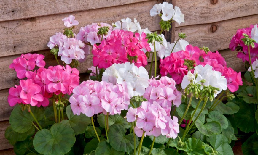 Image 2: Up to 72 Geranium 'Jackpot Candyfloss' Mix Plants
