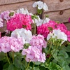 Image 2: Up to 72 Geranium 'Jackpot Candyfloss' Mix Plants