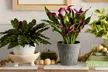 Next Day Delivery Plants in time for Mother's Day from 1-800-Flowers.com (Up to 50% Off) - Second Medium