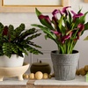 Image 1: Next Day Delivery Plants from 1-800-Flowers (up to 55% off)