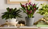 Brighten Their Day: Next Day Delivery Plants for Any Occasion from 1-800-Flowers.com (Up to 50% Off)