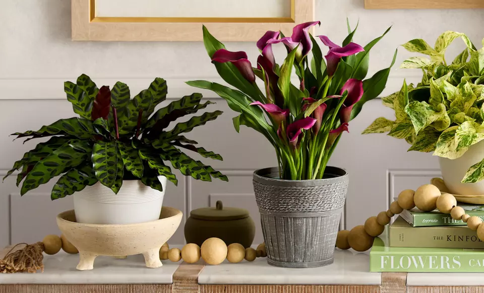 Next Day Delivery Plants from 1-800-Flowers.com (up to 50% off)