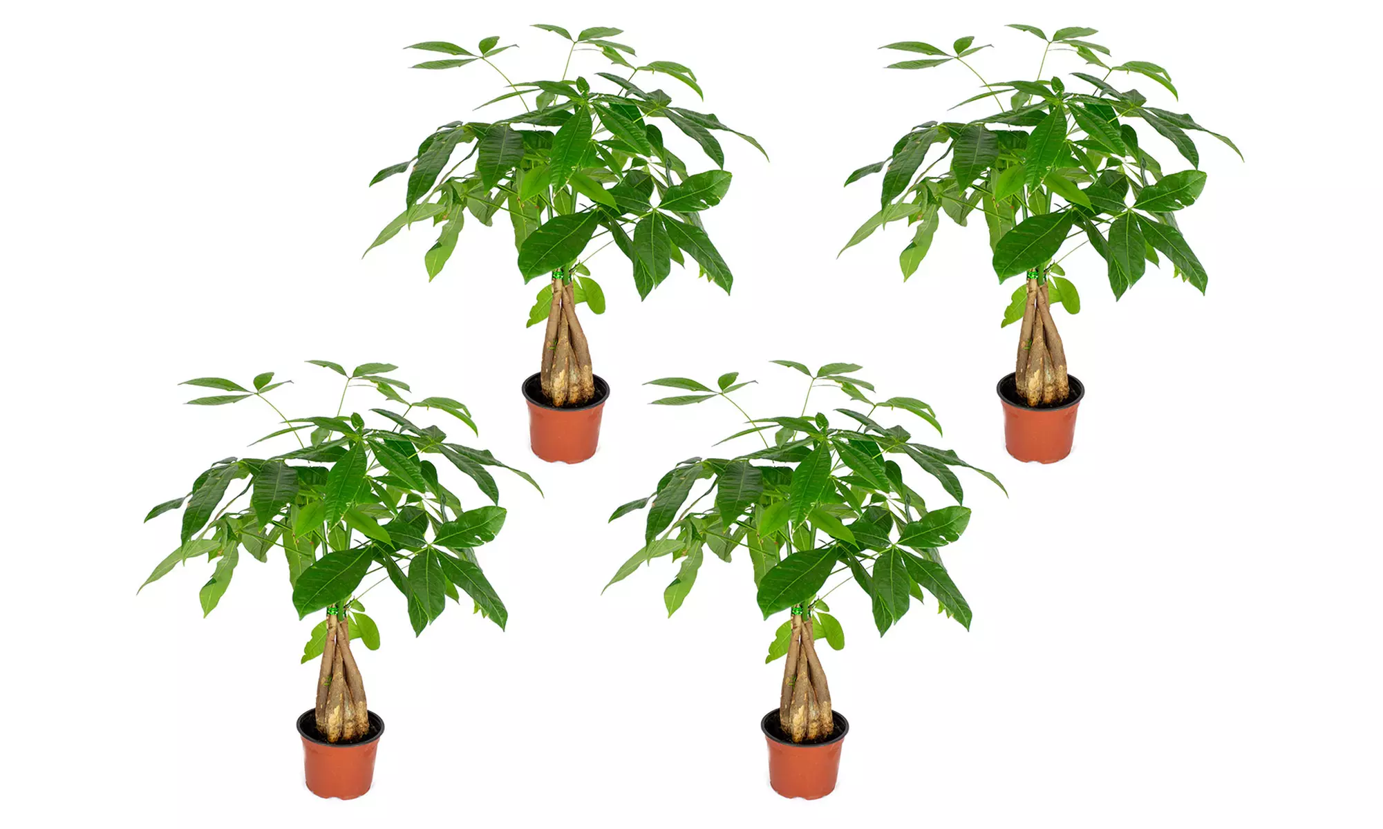 2 ou 4 arbres "Money Tree" - Second Medium