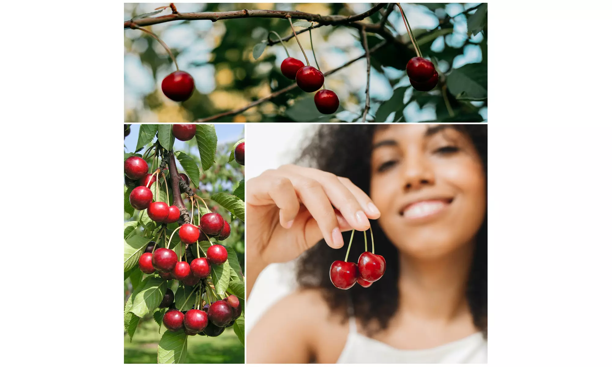 Set van 3 fruitbomen
