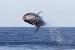 Guaranteed Whale / Dolphin Watching Tour in Hawaii's Kona Coast w/ a 2 Deck Modern Vessel & Professional Naturalists - Second Medium