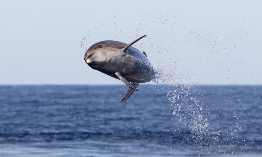 Image 10:  Dolphin and Whale Watch Tour on the Kona Coast
