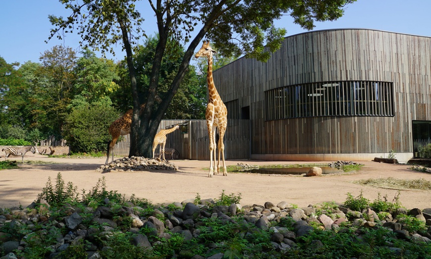 Image 5: Tageskarte für 1 Erwachsenen im Zoo Dresden im Januar oder Februar '26