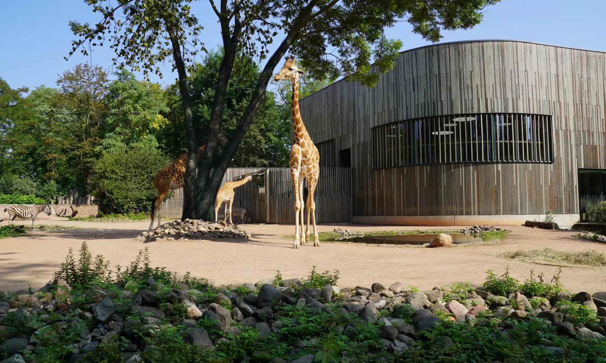 Tageskarte für 1 Erwachsenen im Zoo Dresden im Januar oder Februar '26