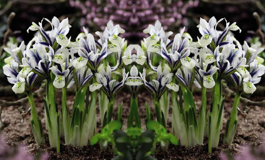 Image 8: Mixed Spring Iris Bulbs - Up to 200 Bulbs