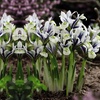 Image 8: Mixed Spring Iris Bulbs - Up to 200 Bulbs