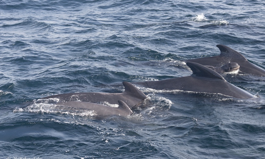 Image 4: Whale Watching Tour | Guaranteed Sightings | Cape Ann 