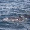 Image 4: Whale Watching Tour | Guaranteed Sightings | Cape Ann 