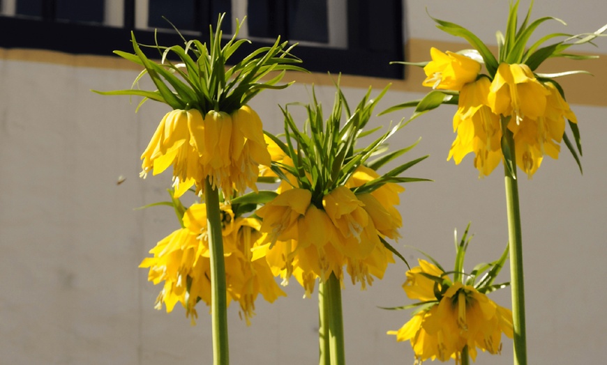 Image 2: Lot de 3 bulbes de Fritillaria Lutea ou Rubra Perfect Plant Deal B.V.
