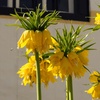 Image 2: Lot de 3 bulbes de Fritillaria Lutea ou Rubra Perfect Plant Deal B.V.
