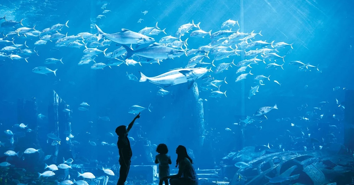 Explore The Lost World Aquarium – Entry For Kids, Adults & Families Explore The Lost World Aquarium – Entry For Kids, Adults & Families