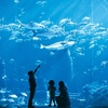 Image 5: Explore the Lost World Aquarium – Entry for Kids, Adults & Families