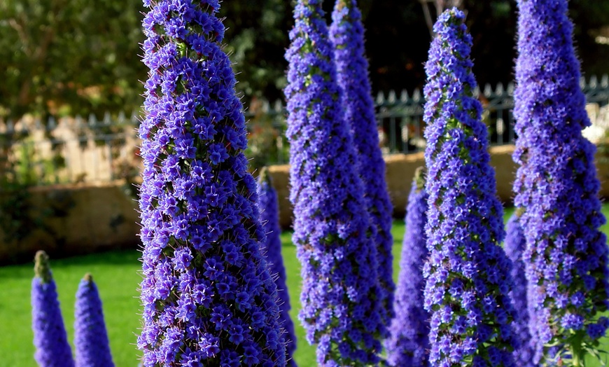 Image 1: Pride of Madeira Echium Candicans Biennial Shrub in 5L Pot