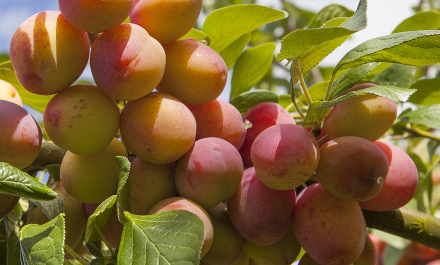 Image 3: Mini Orchard Fruit Tree Coll Bare Root 