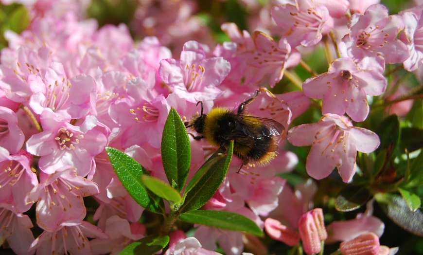 Image 1: Rhododendron Bloombux Nugget