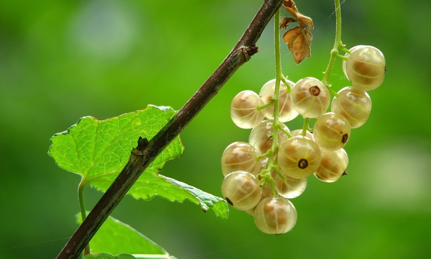 Image 6: 4 of 8 Wilde bos fruitplant