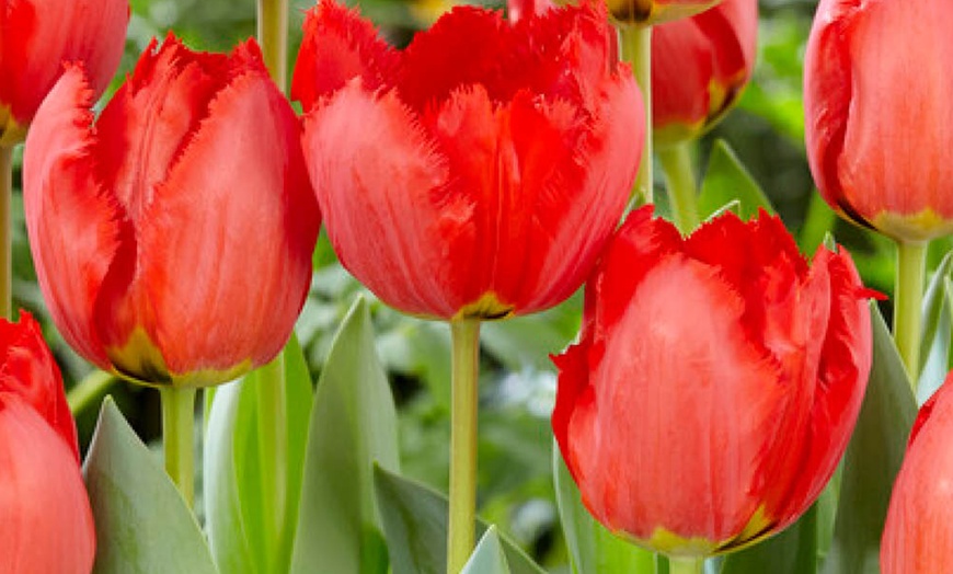Image 2: 12 or 24 Tulip 'Crystal Beauty' Spring Flowering Bulbs