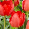 Image 2: 12 or 24 Tulip 'Crystal Beauty' Spring Flowering Bulbs
