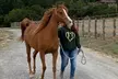 Discover One-on-One Horseback Riding Sessions or 1.5-Hour Introduction to Horses & Riding (Up To 36% Off) - Second Medium