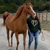 Image 6: Up to 28%Off on Horse Back Riding At Healthy Mind & Horse Time