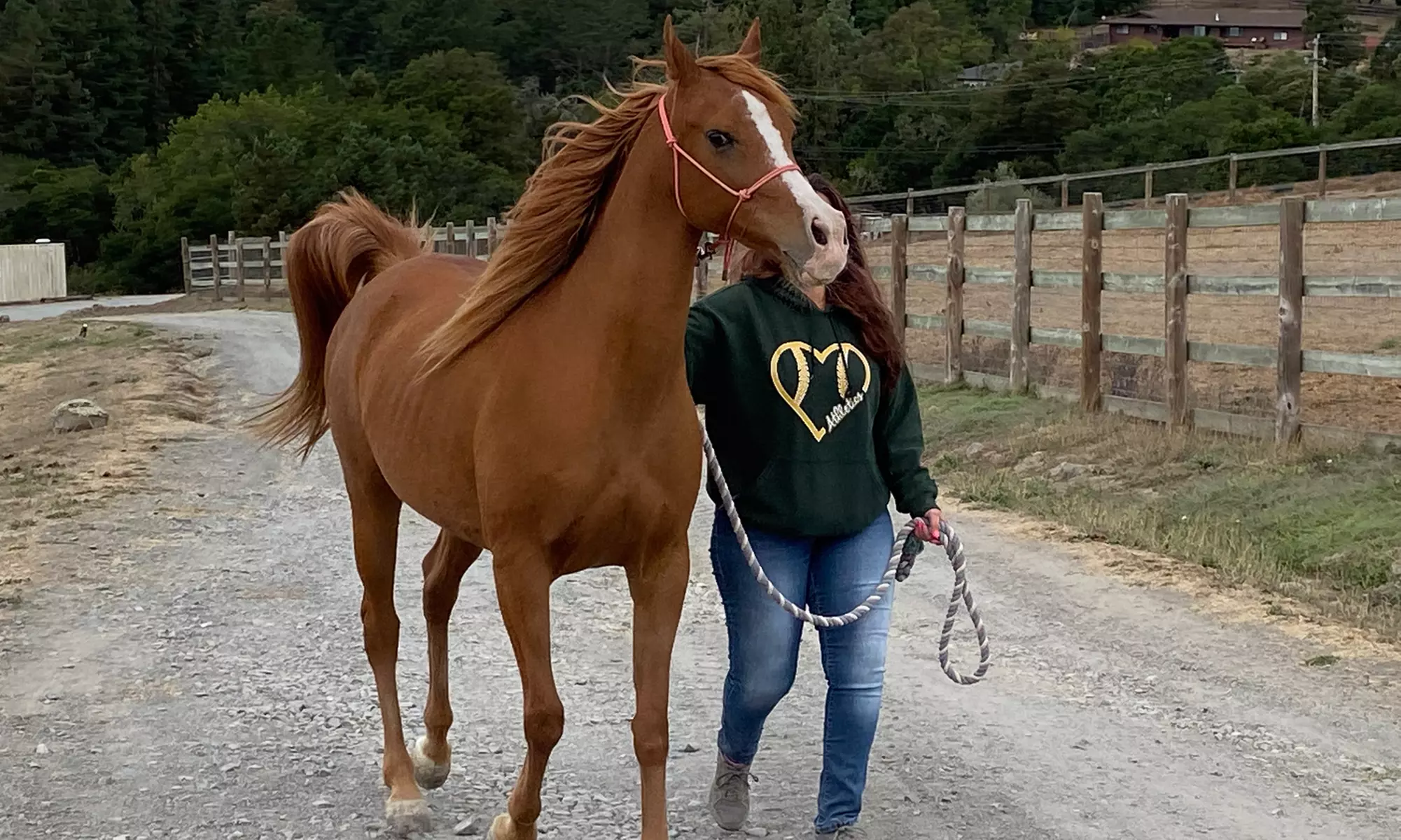 Discover Private Horseback Riding Session or Intro to Horses & Riding