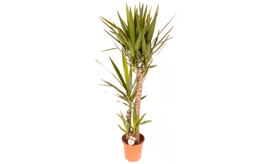 Image 2: Indoor Yucca Plant 