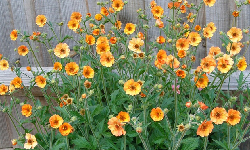 Image 4: Up to Three Geum 'Totally Tangerine' Potted Plants in 9cm Pot