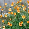 Image 4: Up to Three Geum 'Totally Tangerine' Potted Plants in 9cm Pot